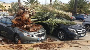 caiguda d'una palmera a Alzira