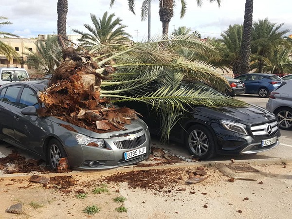 caiguda d'una palmera a Alzira