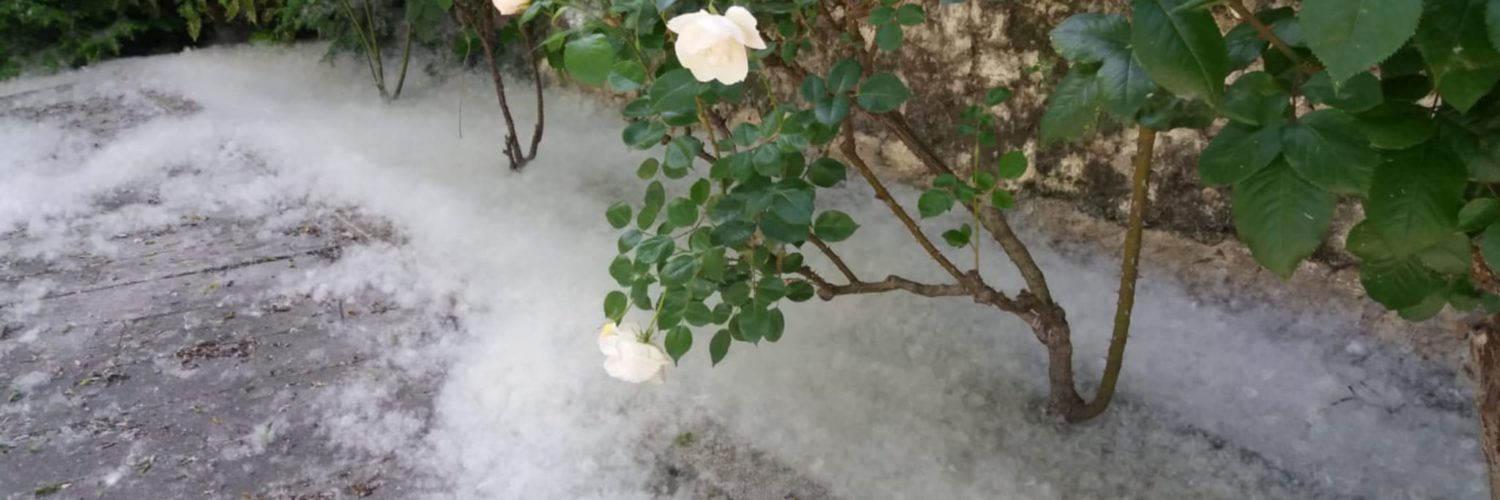 RISCS INCENDIS PRIMAVERA
