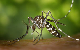 08-20_dia-mundial-mosquito